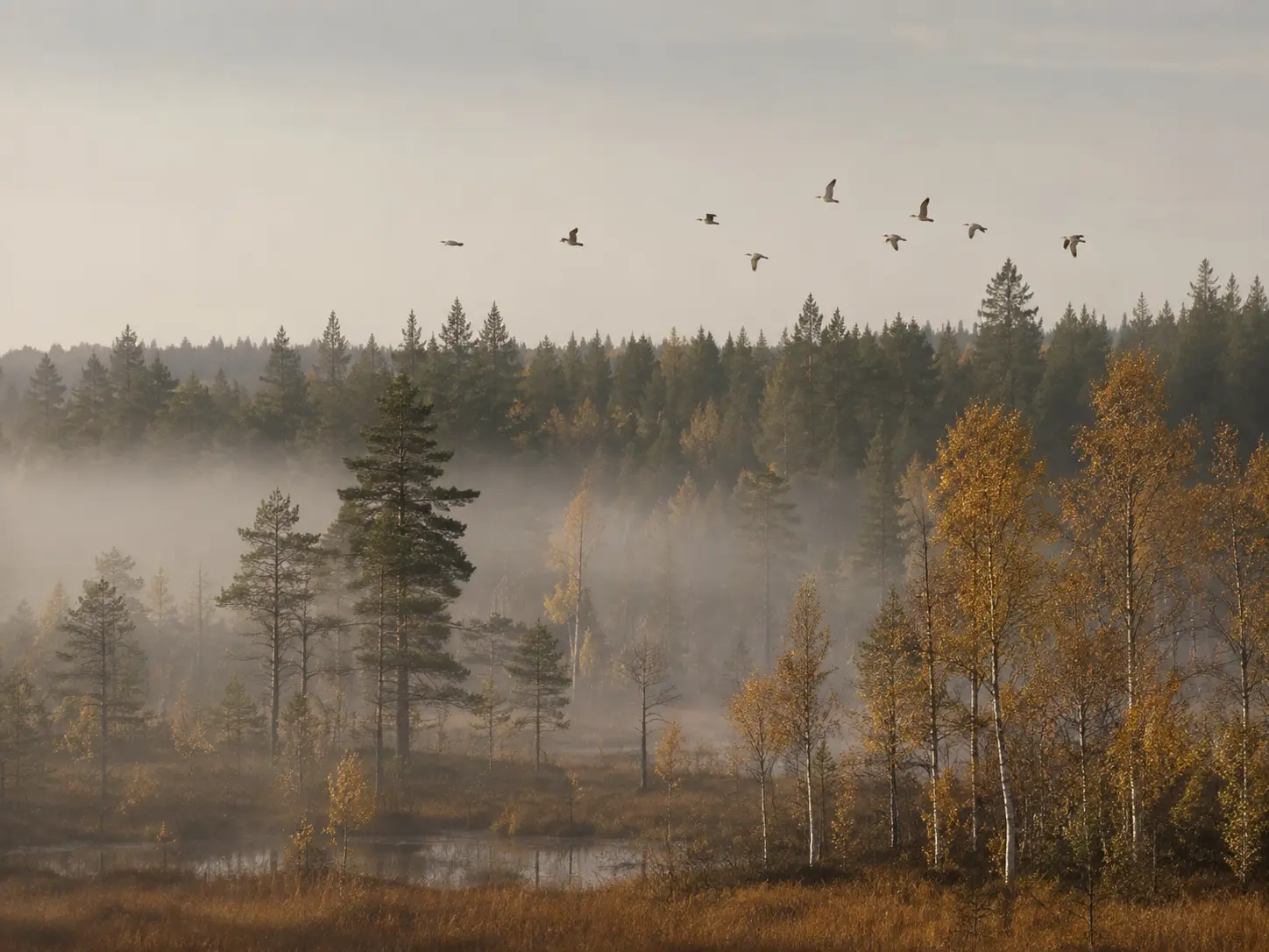 Northern birds moving above an autumn forest and wetland