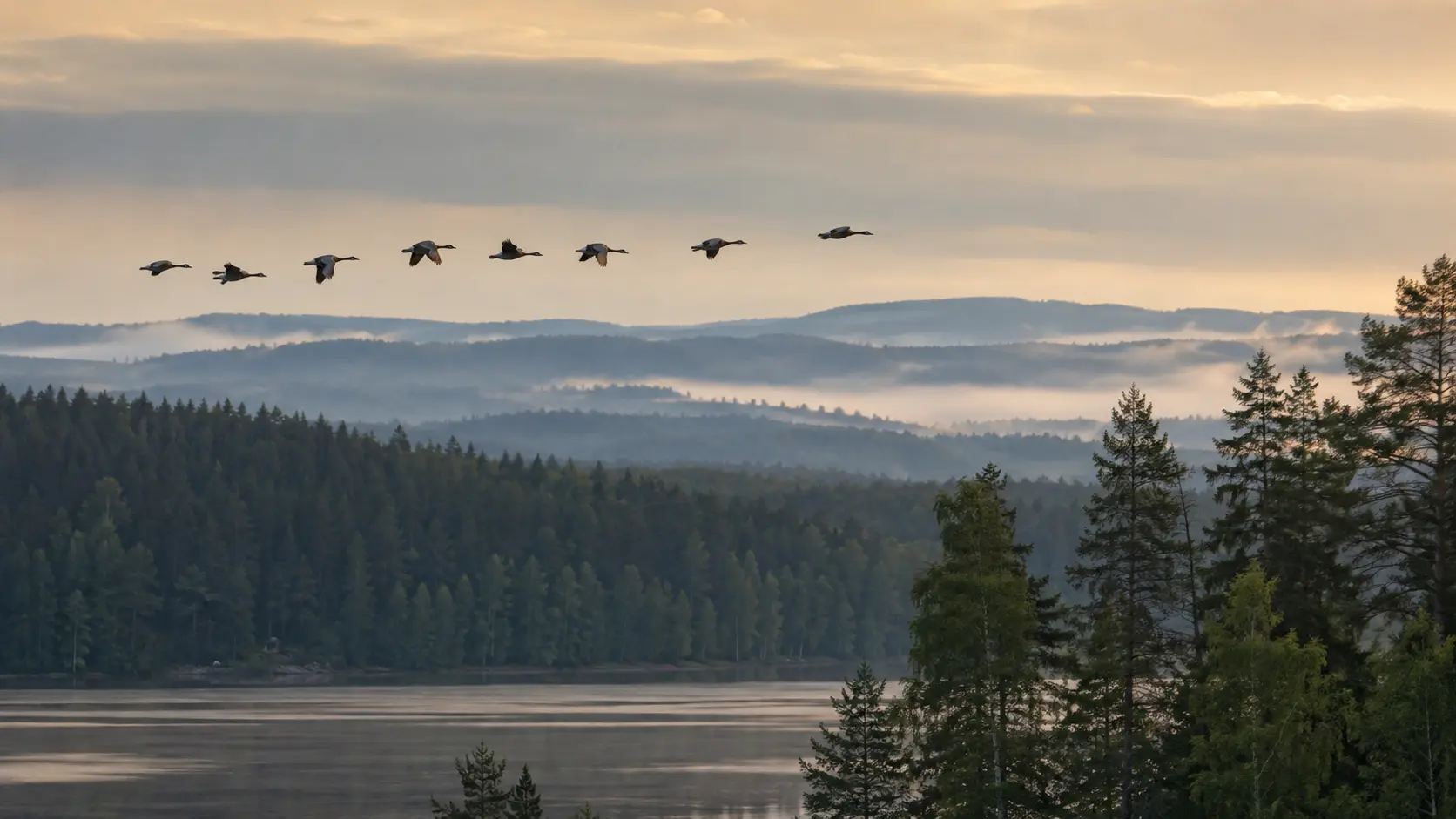 Migrating geese above a Finnish lake, forest and layered hills