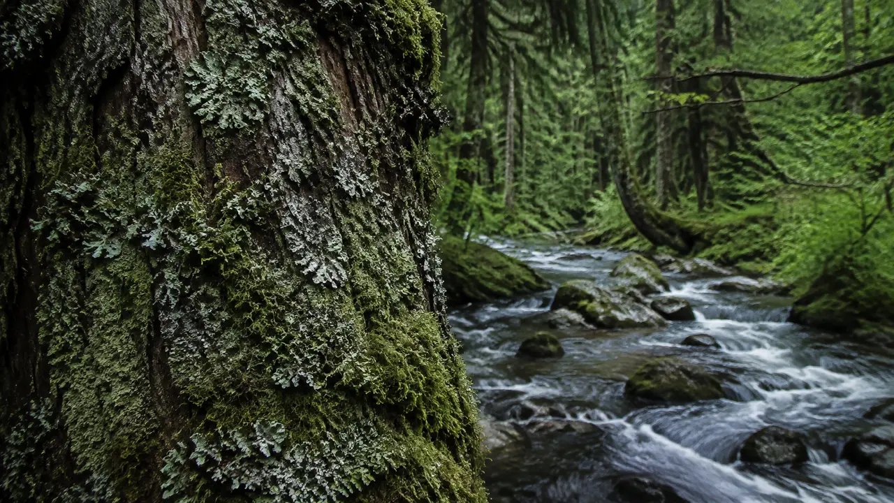 Lichen and moss on an old tree beside a forest stream