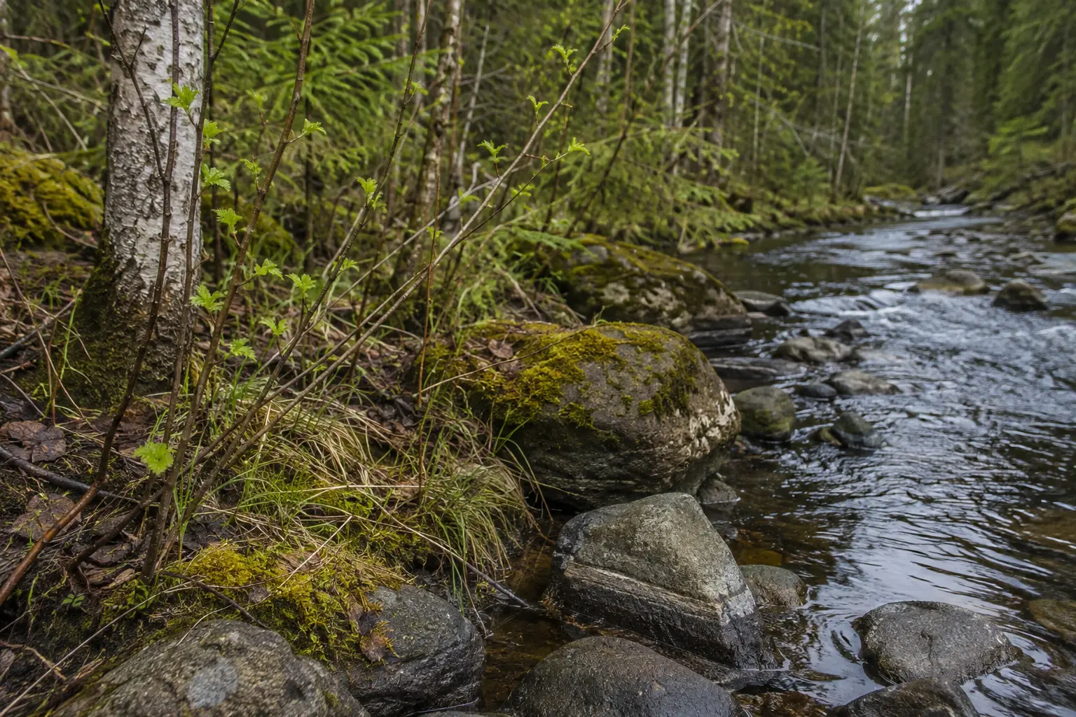 Small seasonal details beside a Finnish forest stream